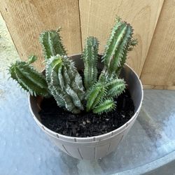 Small Succulent Plant