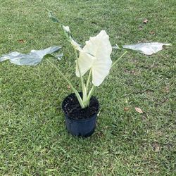 ALOCASIA MACRORRHIZA VARIEGATED (3 Gallon Pot) Super Cool, Attractive, Rare