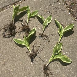 Variegated Hosta Perennial Plants ($7 Each Clump Will Grow Large)