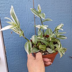 Tradescantia Fluminensis 'Albovittata'