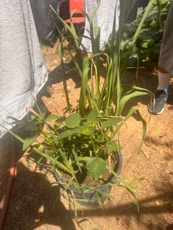 Purple cane sugar plant
