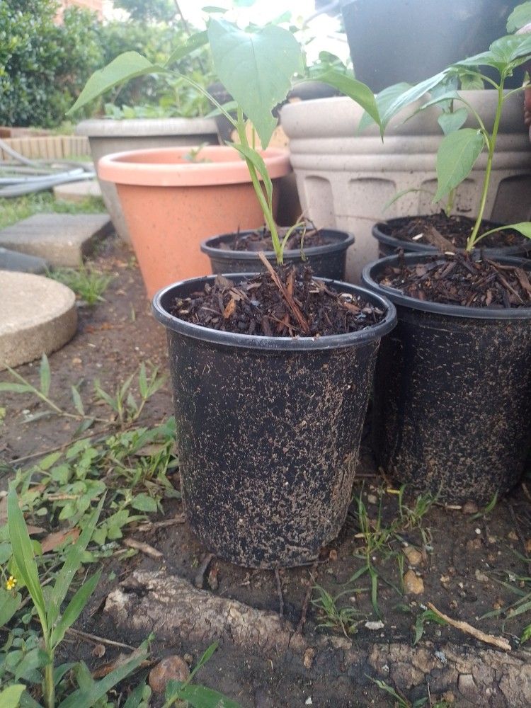 Jalapeño Pepper Plant