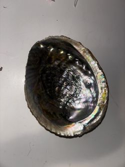 iridescent abalone seashell