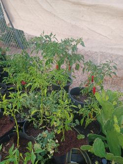 Chili Plants 🪴