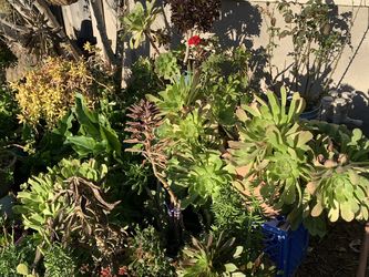 Plantas