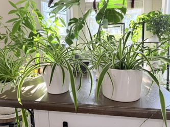 Spider Plant - Small, Medium
