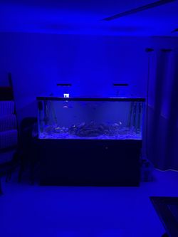 Aquarium fish tank