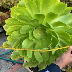 Big Flower Succulent