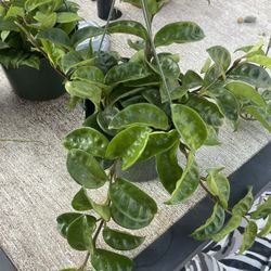 Hoya Krinkle 8 Plants