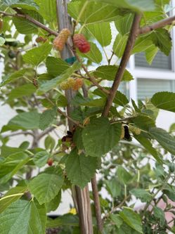 FRUITING Mulberry Tree Fruit