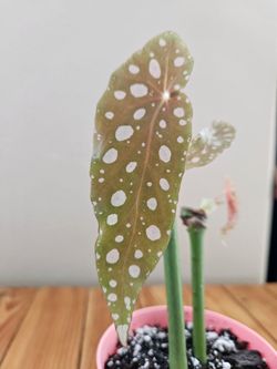 Begonia Maculata (Pink pot-B)