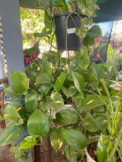 Planta de photo