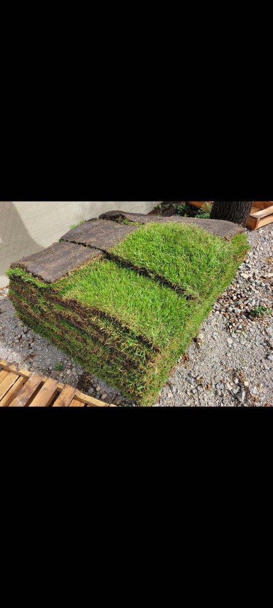 1/2 Pallet Palisades Zoysia