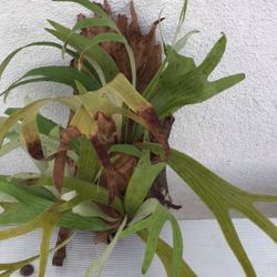 Staghorn Fern