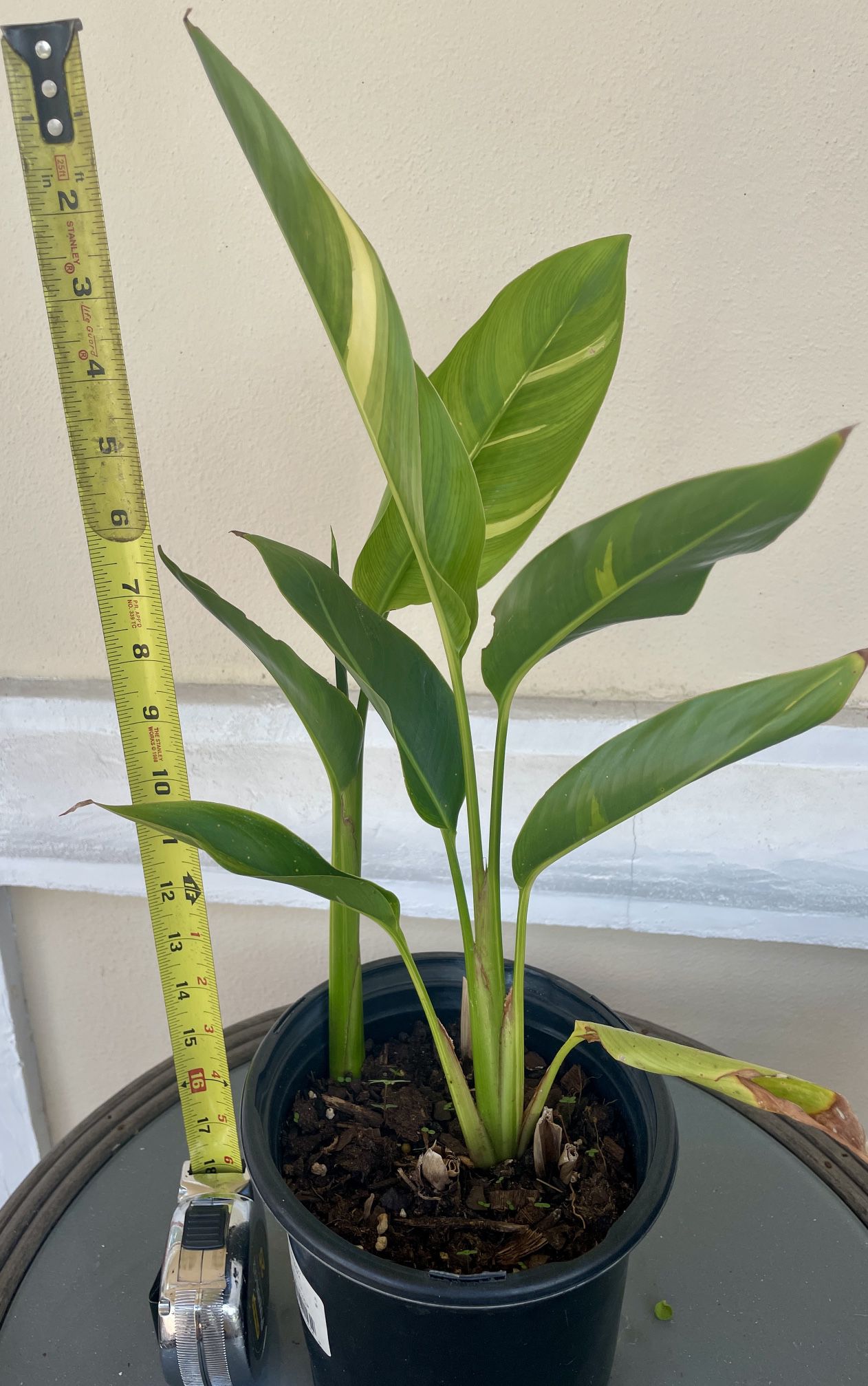 Heliconia Sunrise Variegated Plant Rooted In 6.5” Pot Tag #92