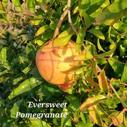 Pomegranate Tree 