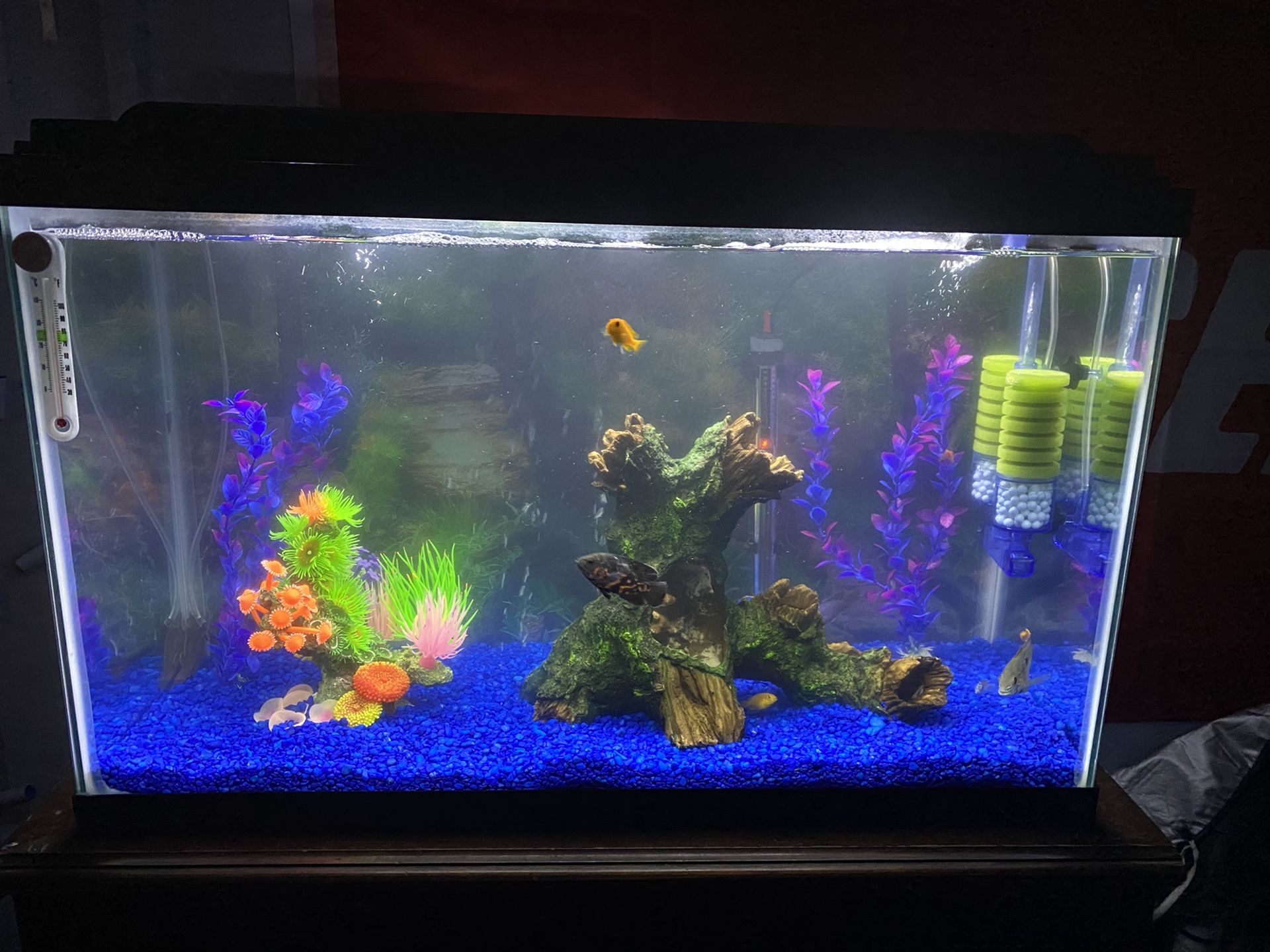 Full set 30g Fish tank!!!