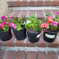 Impatient Flower Plant in 1-Gal black Nursery pot @$5 each
