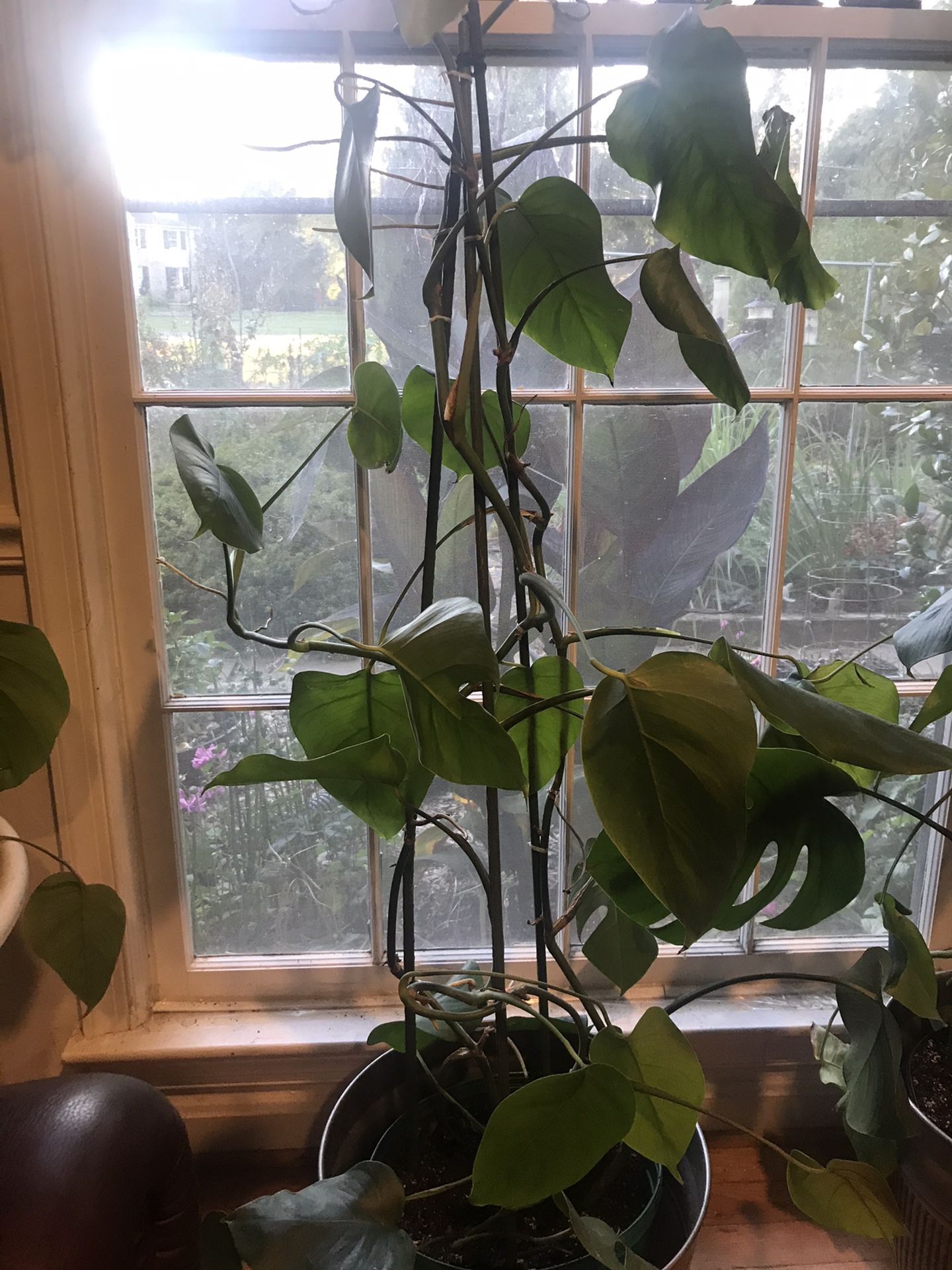 4 ft tall Monstera Plant