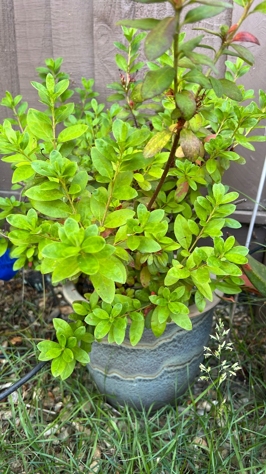 Azalea In Ceramic Pot