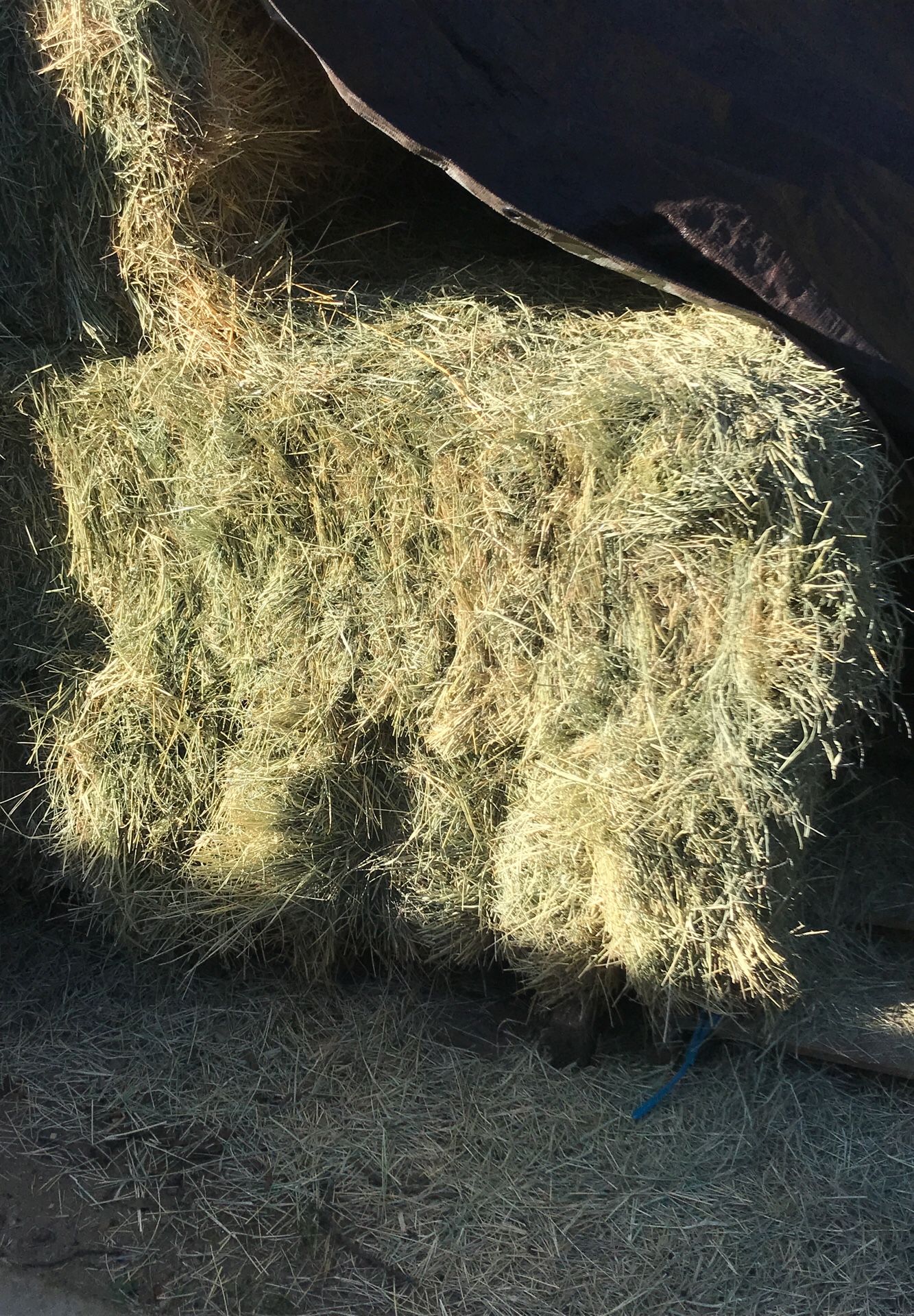 Grade A Bermuda hay