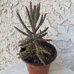 3 Inch Pot Succulent Plant - Kalanchoe Delagoensis- Chandelier Magic Tower - Established Plant - Drought Resistant - 🪴