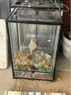 Crested gecko / animal habitat.