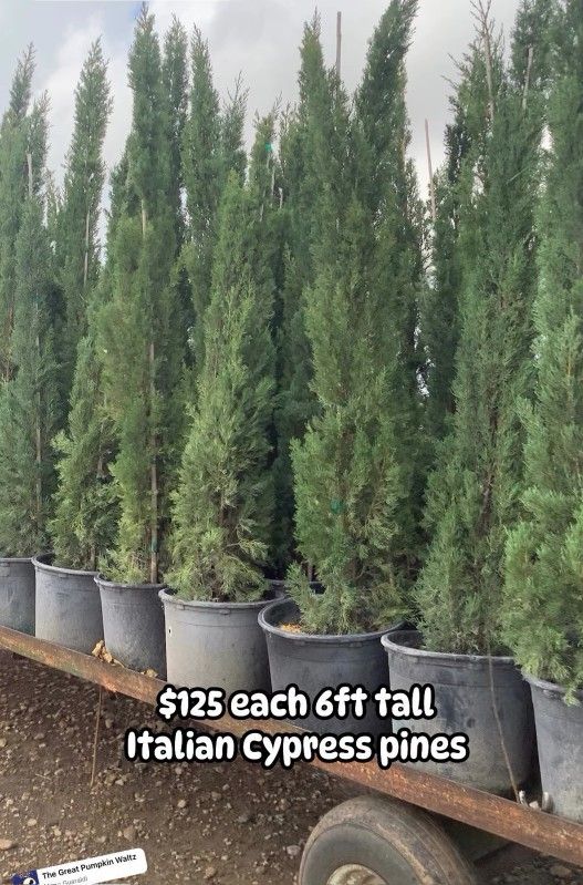 Italiano Cypress Pines 3gallon 5ft
