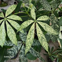 Variegated Schefflera Live Plant