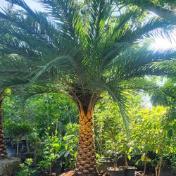Beautiful Sylvester Palm Trees 5ft Of Trunk $1000 Diamond Cut Included🏡🏡🏡