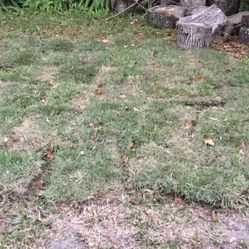 Soiza Grass , About 100 Feet 