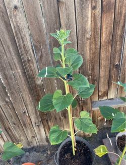 Potted plants lots available