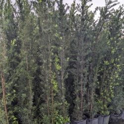 Sale Slale Sale  Podocarpus Over 6 To 8 Feet Tall Instant Privacy Hedge For Fence Minimum Qty 25 And Ip