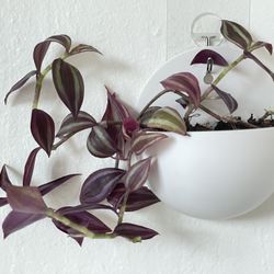 Wandering Jew Plant 