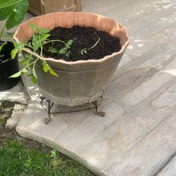 potato Plant And Wood Planter And Stand
