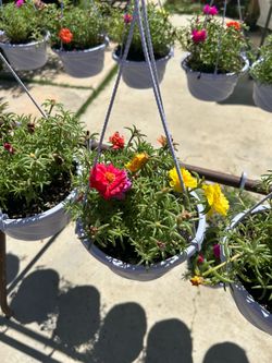 Rose moss amor Un Rato hanging pots7$ each