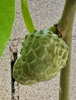 Fruit Tree: Cherimoya Fruit tree