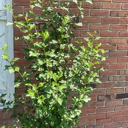 Rose If Sharon /6 Ft 