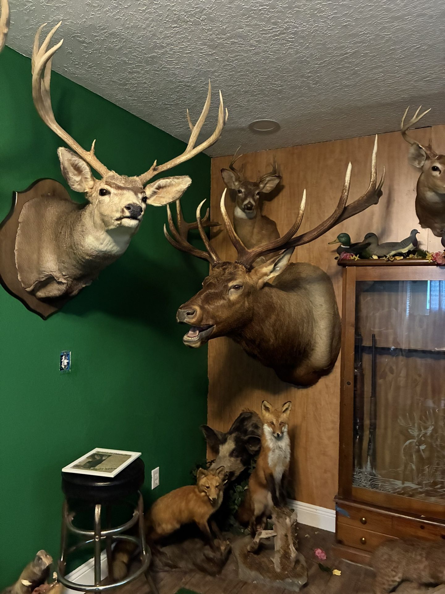 Animal mounts/ Estate Sale