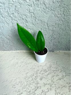 Hoya Jennifer plant