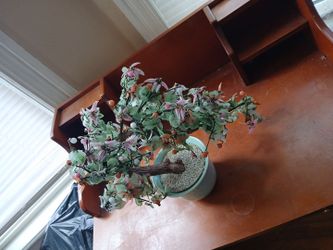 Bonsai  tree