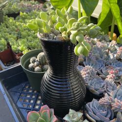 Cotyledon Penden Succulent Plant