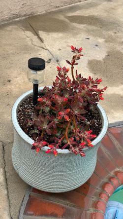 Succulent plant