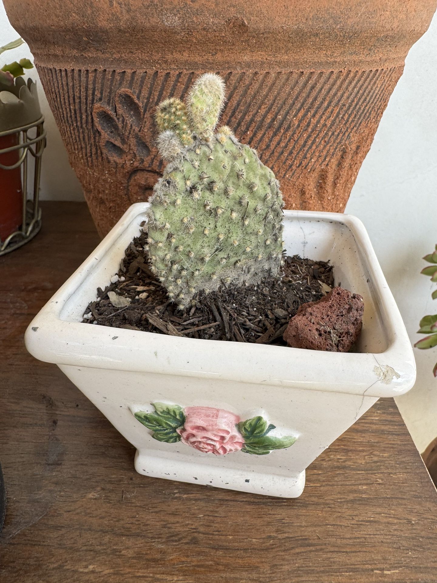 Succulent Plant