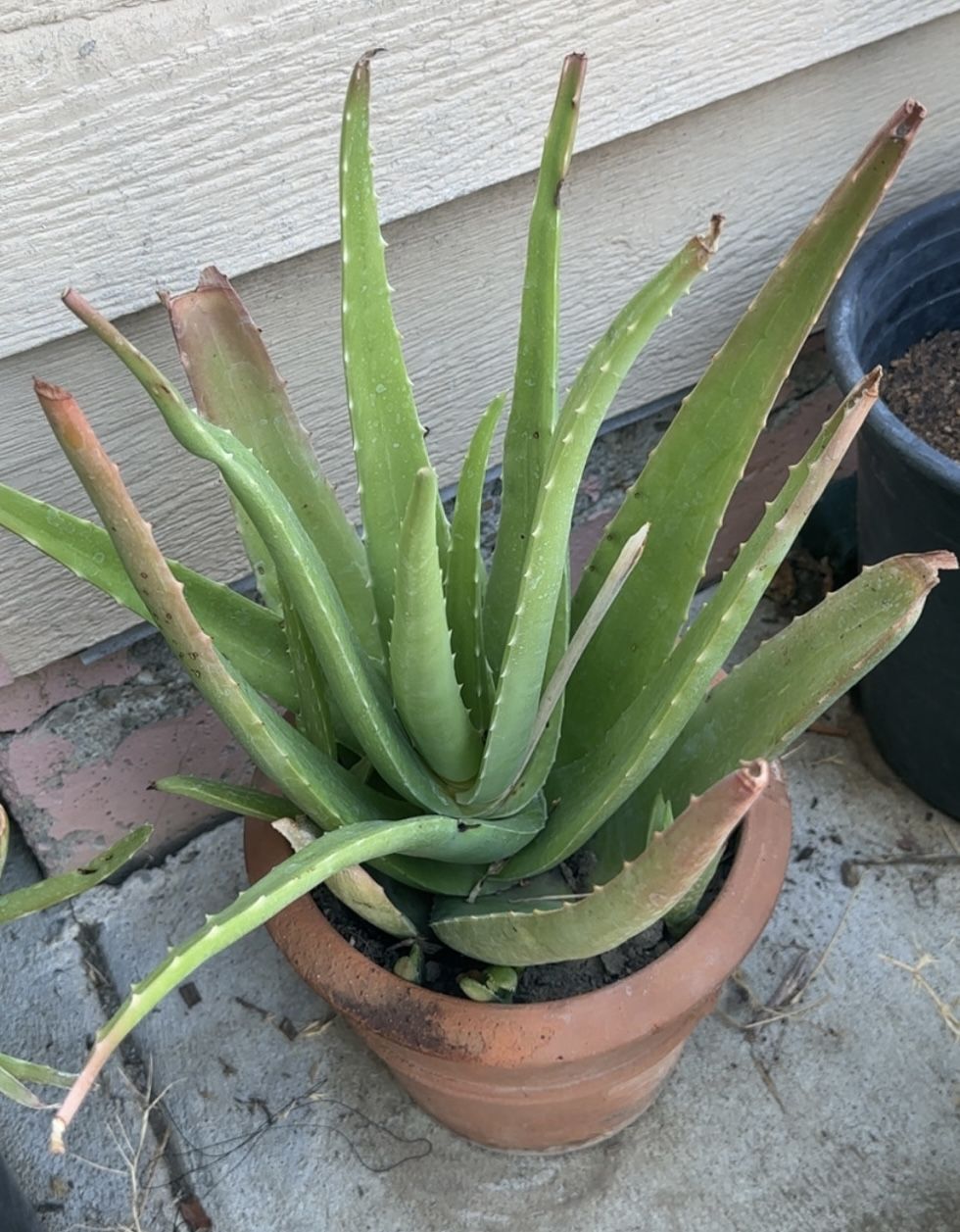 Aloe Vera Plants