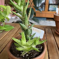 Succulent Houseplant Collection