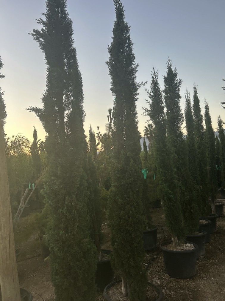 Italian Cypress Privacy Hedge