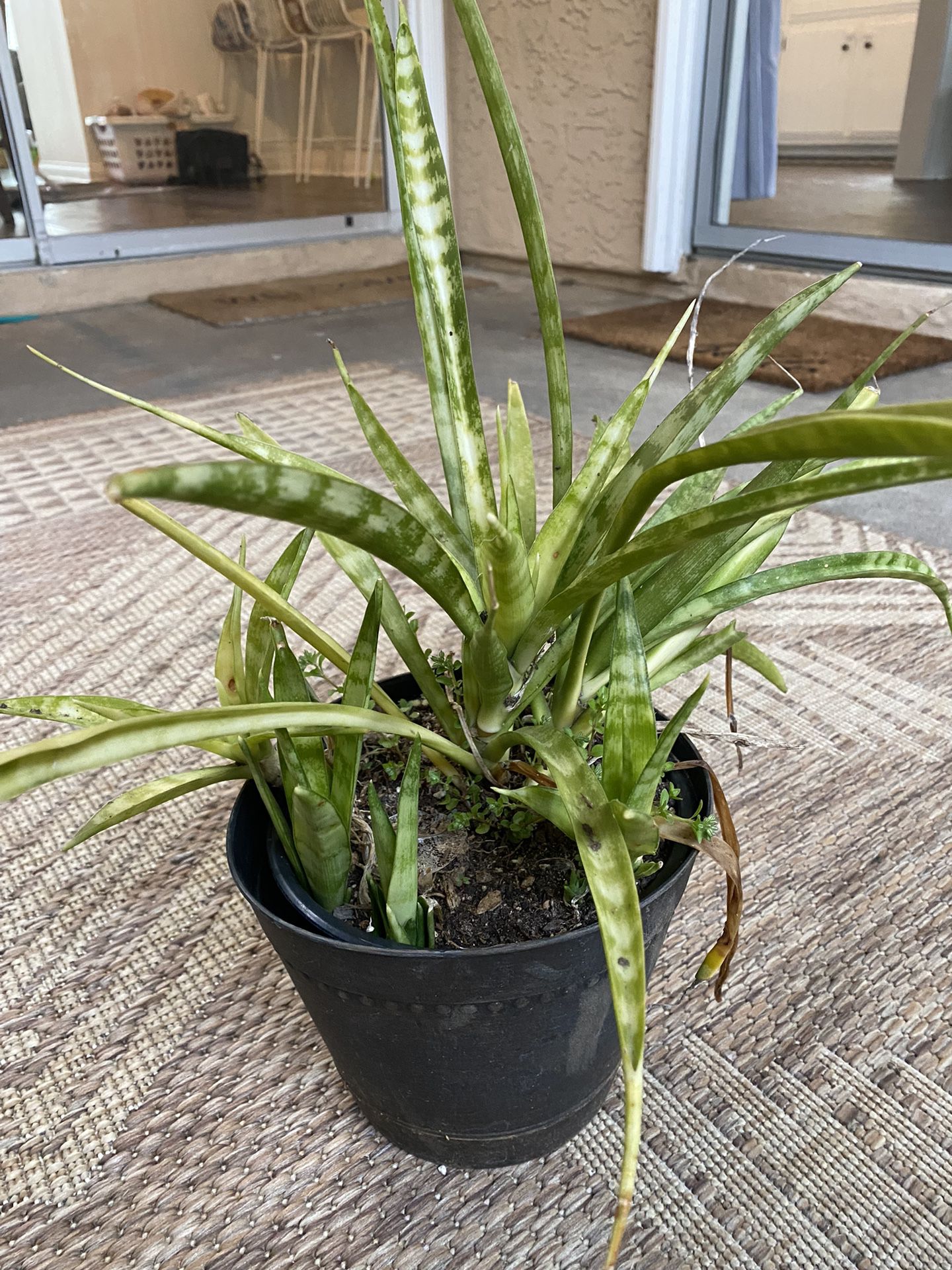 Small Outdoor Plant