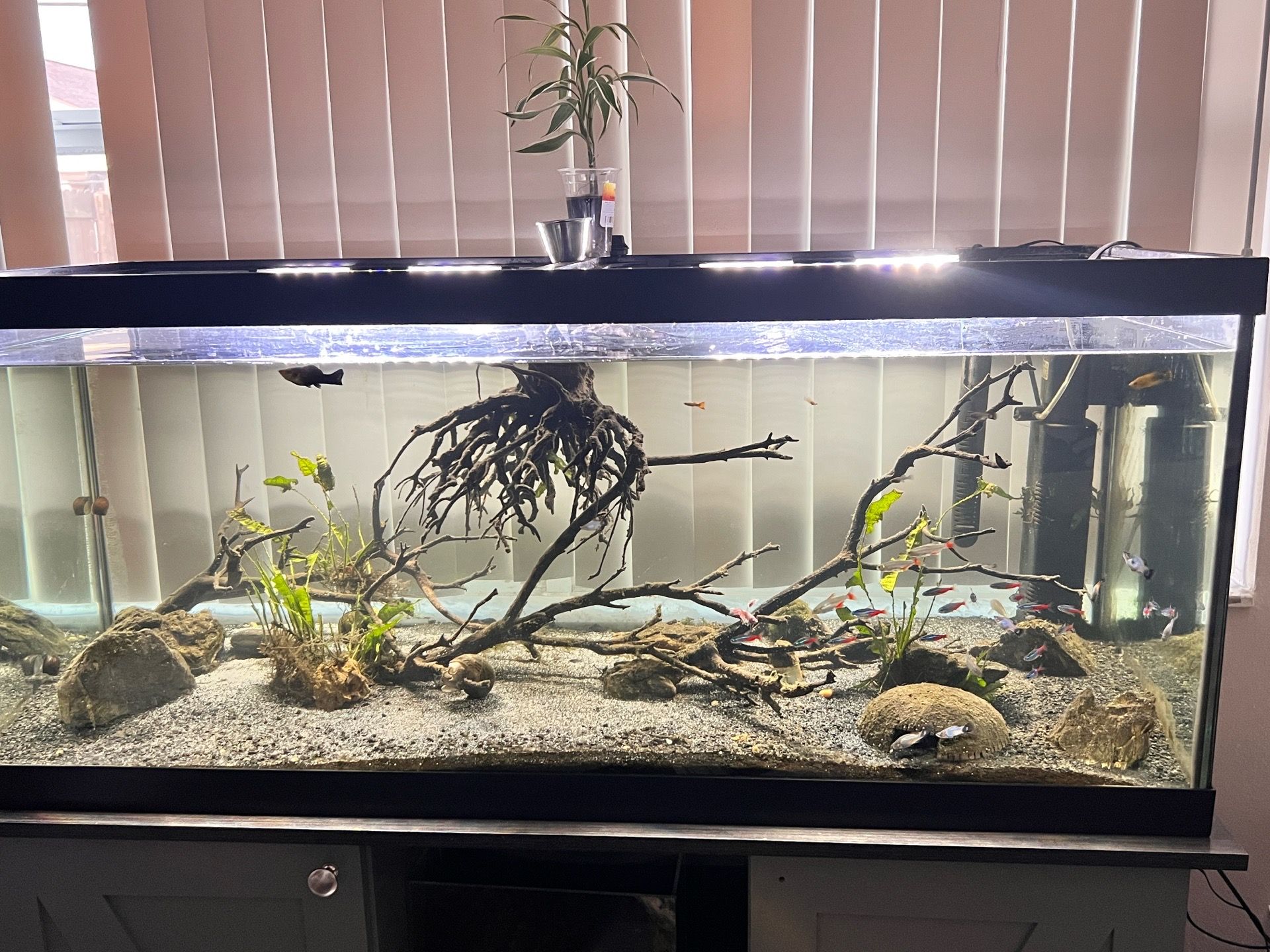 75 Gallon Fish Tank, Full Set Up