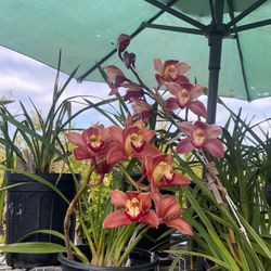 Large Cymbidium Orchids